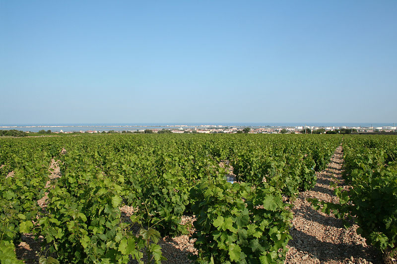 Frontignan (Hérault) - Les vignes de muscat avec la Méditerranée au loin.